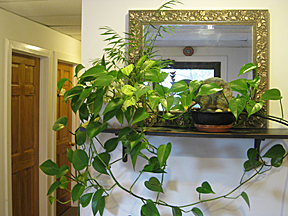 Saratoga Springs Acupuncture Saratoga Springs Acupuncture